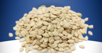 Watermelon seed tarbuj beej