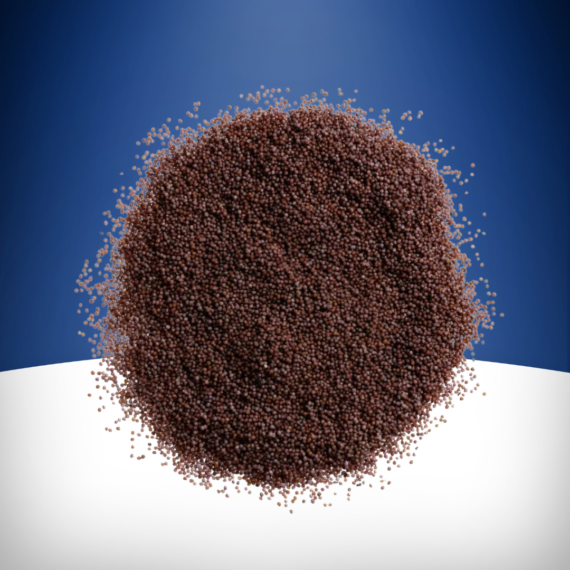 Mustard Seeds Small