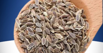 Organic Dill Seeds Suva Seeds