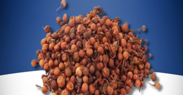 Cobras-saffron-C.L-NAGKESAR ( Premium )