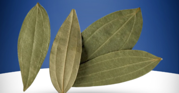 Indian Bay Leaf Tejpatta